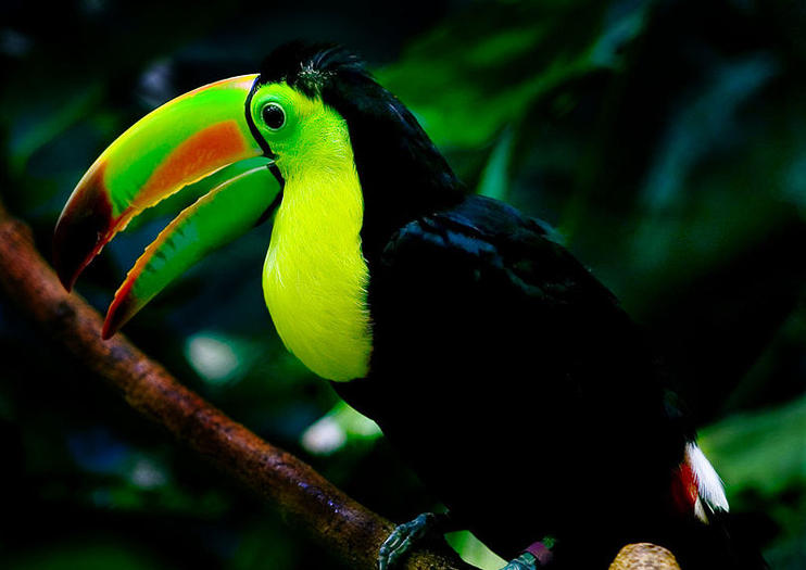 Woodland Park Zoo